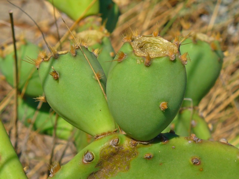 Opuntia ficus-indica 003