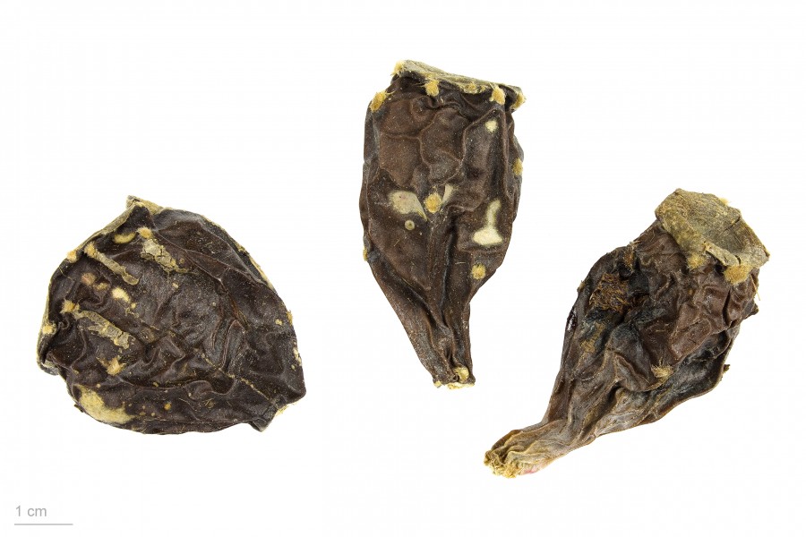 Opuntia ficus-indica MHNT.BOT.2008.1.24