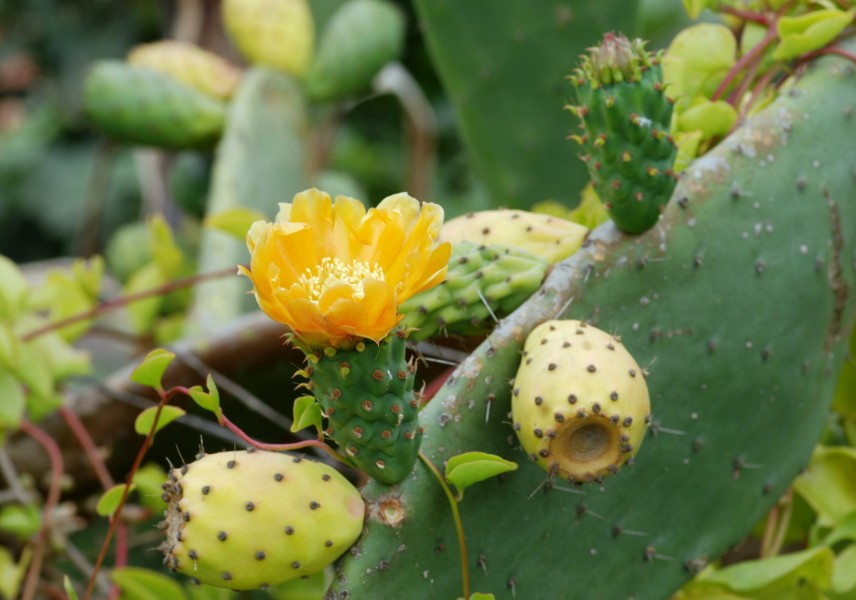 Opuntia July 2011-1
