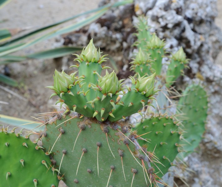 Opuntia lindheimeri – Cowtongue Prickly Pear