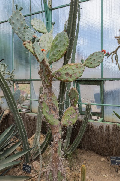 Opuntia quimilo - 20150525 13h22 (10202)