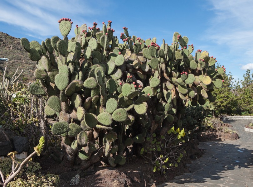 Opuntia streptacantha - Jardín Botánico Canario Viera y Clavijo - Gran Canaria - 01