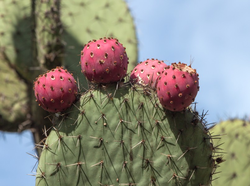 Opuntia streptacantha - Jardín Botánico Canario Viera y Clavijo - Gran Canaria - 02