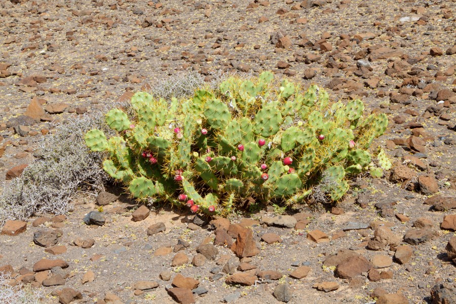 Opuntia stricta - Fuerteventura