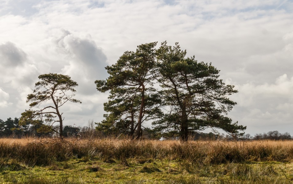 Opvallende vliegdennen (Pinus sylvestris). Locatie, natuurgebied Delleboersterheide – Catspoele 01