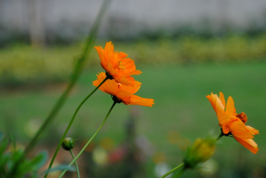 Orange Flower at Bannargatta