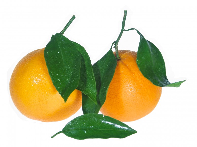Orangen mit Blättern freigestellt