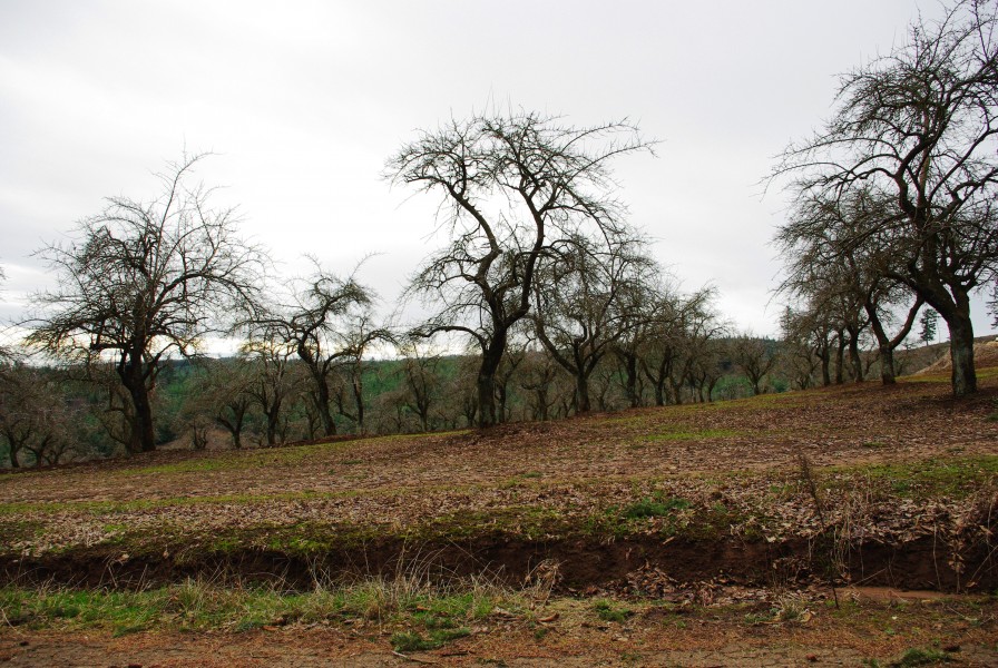 Orchard in winter in southern Washington County, Oregon