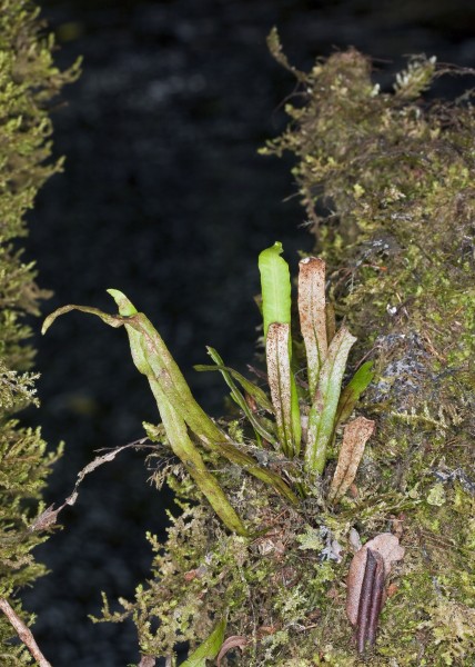 Oreogrammitis baldwinii (Baldwin's dwarf polypody) (7896049372)
