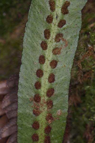Oreogrammitis hookeri (Hooker's dwarf polypody) (5106529432)