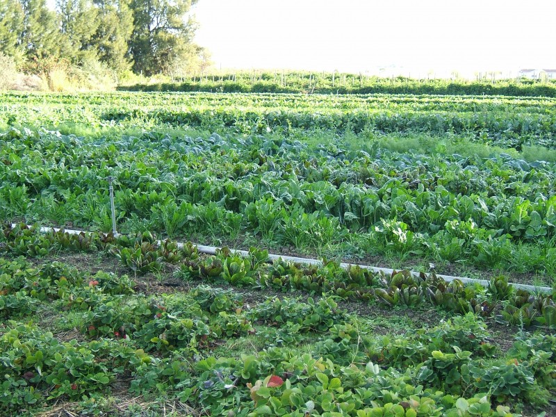 Organic-vegetable-cultivation