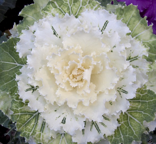 Ornamental Cabbage 2 (4124465841)