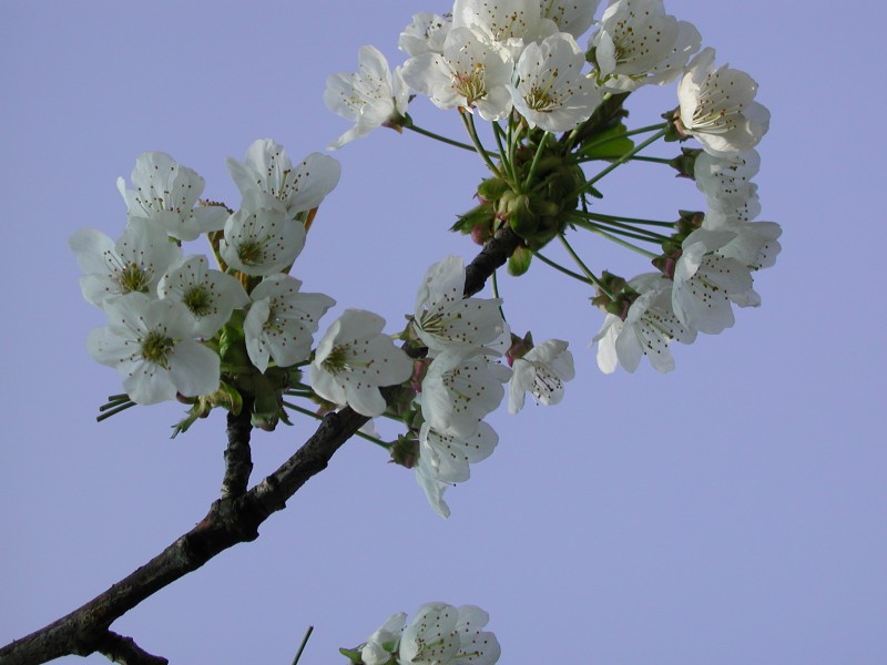 Ornamental cherry tree blossom