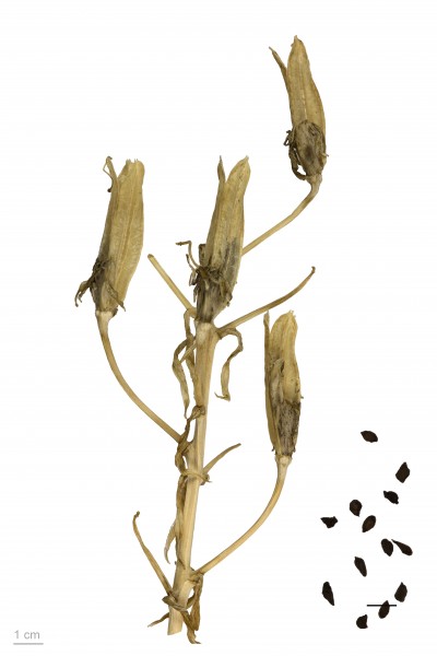 Ornithogalum candicans MHNT.BOT.2009.17.6
