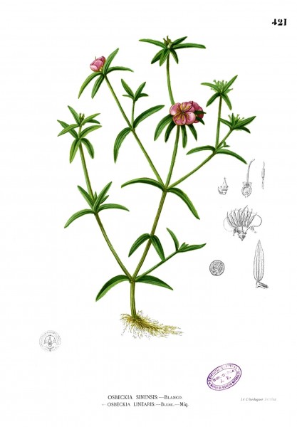Osbeckia chinensis Blanco2.421