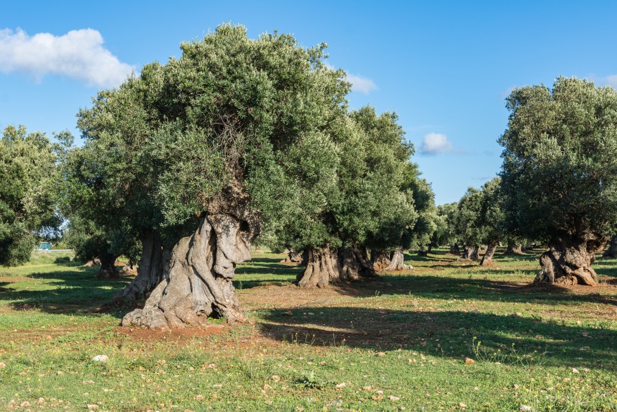 Ostuni olive grove SS379-3339