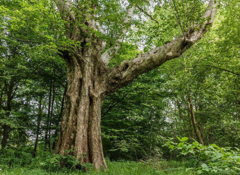Oude berk (Betula ermanii). Locatie Hortus Haren