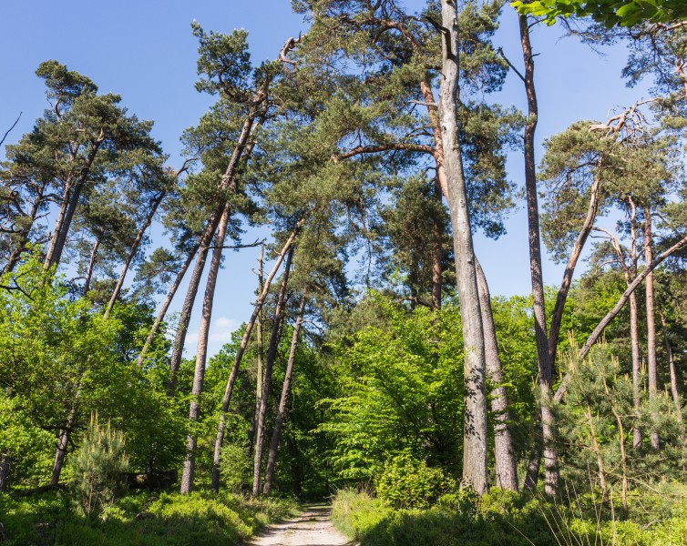 Overhangende bomen boven zandweg. Locatie, Kroondomein Het Loo