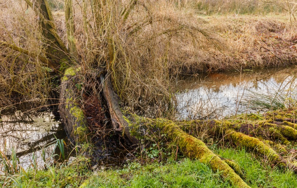 Overwoekerde nog levende holle Wilg (Salix). Locatie, Natuurterrein De Famberhorst 01