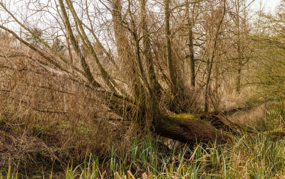 Overwoekerde nog levende holle Wilg (Salix). Locatie, Natuurterrein De Famberhorst 05