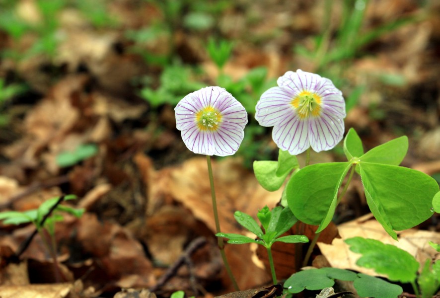 Oxalis acetosella in nature reserve Skocicky hrad in spring 2013 (1)