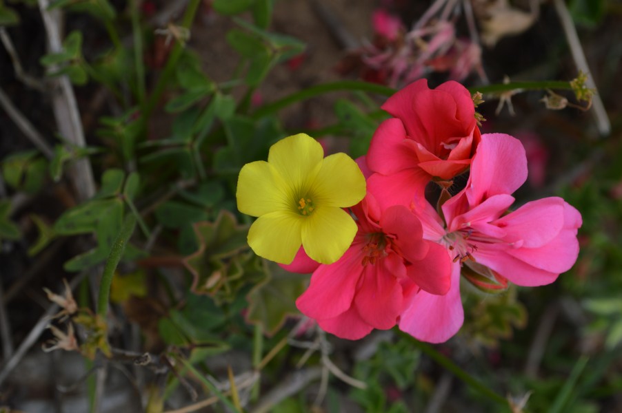 Oxalis-pes-caprae and Pelargonia