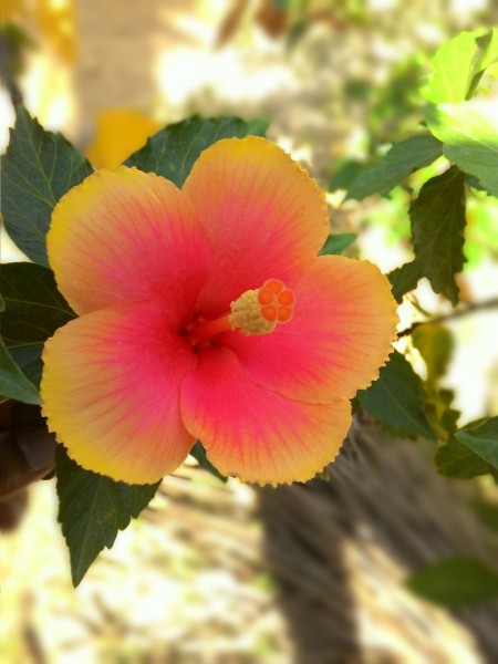 P 20160421 083748 DF