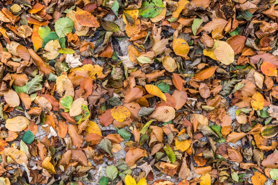 Pörtschach Halbinsel Herbstlaub 28102017 1766