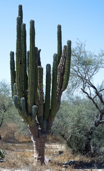 Pachycereus pringlei 1702p2