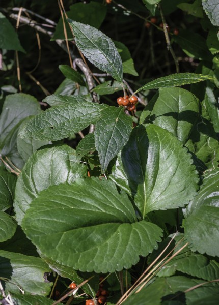 Packera aurea and Ilex verticillata NBG LR
