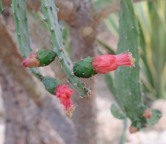 Paddle cactus Nopalea (Opuntia) dejecta