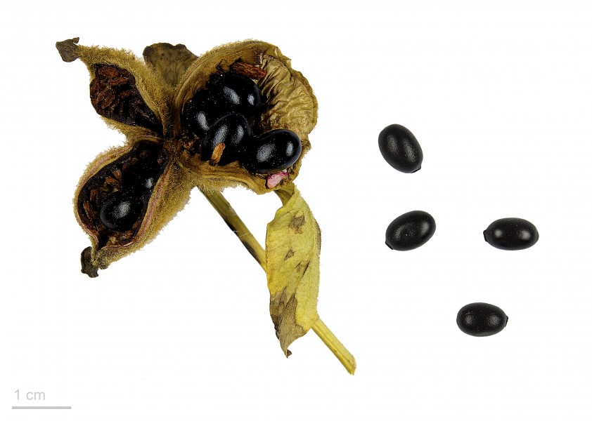 Paeonia officinalis MHNT.BOT.2015.34.59
