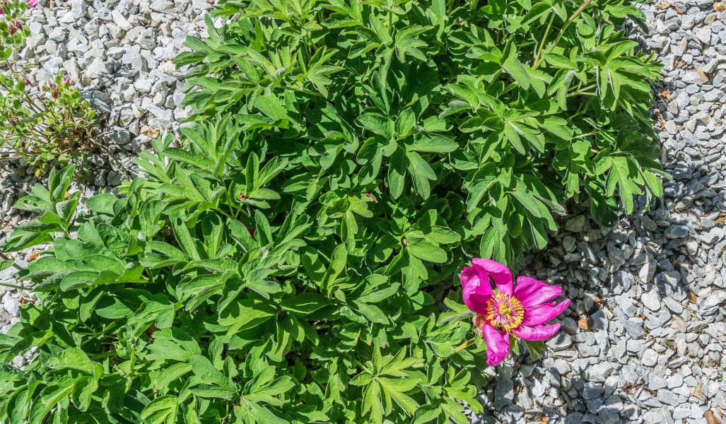 Paeonia peregrina 02