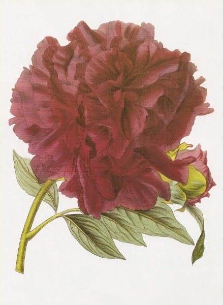 Paeonia suffruticosa RHS