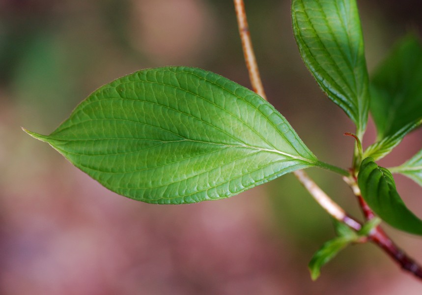 Pagoda Tree Cornus alternifolia Leaf Top 2865px