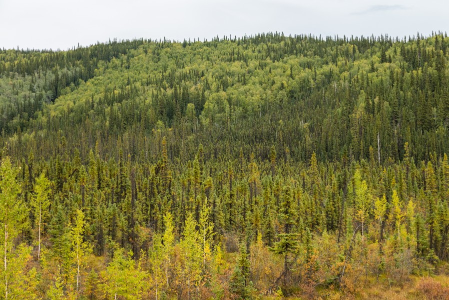 Paisaje en el Refugio Nacional de Vida Silvestre Tetlin, Alaska, Estados Unidos, 2017-08-24, DD 91