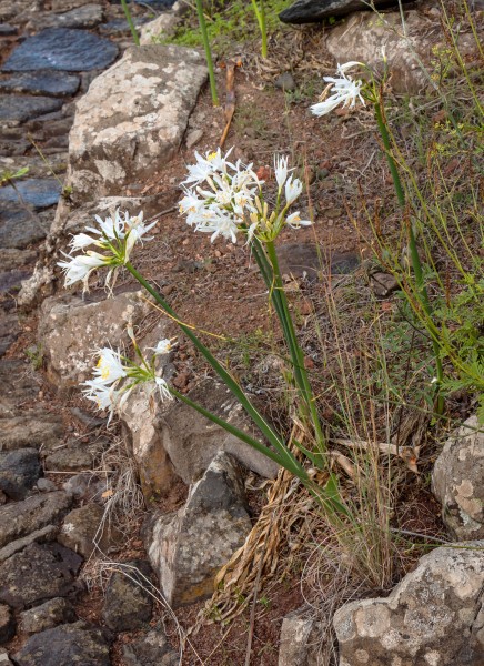 Pancratium canariense 01