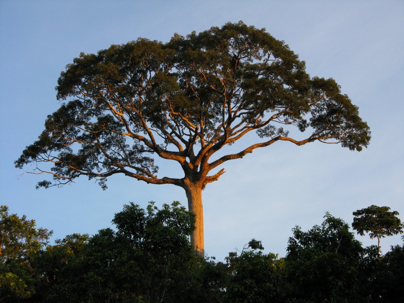Panguana-Lupuna-2008-2
