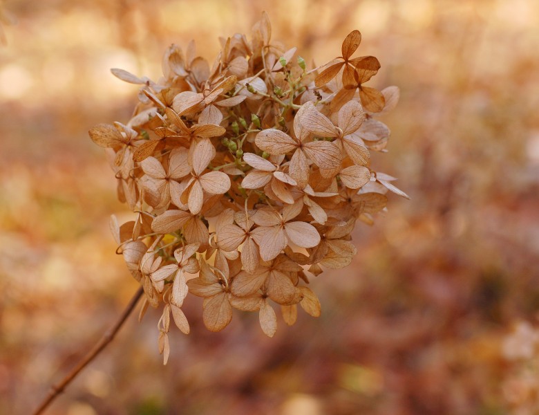 Panicle Hydrangea Hydrangea paniculata 'Limelight' Deep DoF 2600px