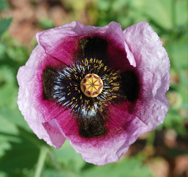 Papaver April 2010-3
