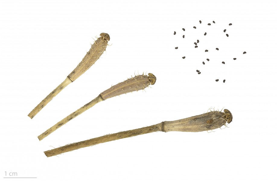 Papaver argemone MHNT.BOT.2016.24.41