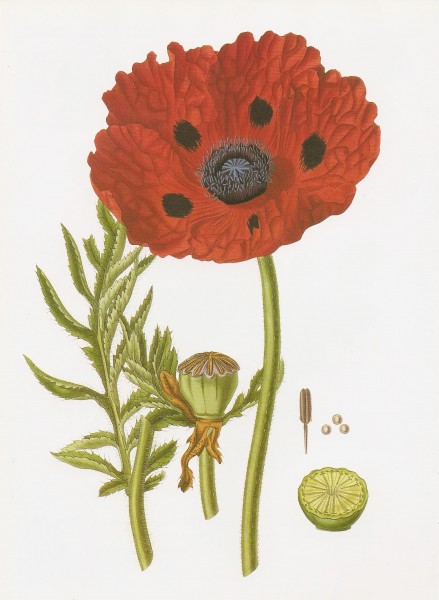 Papaver bracteatum RHS