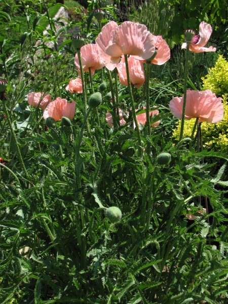 Papaver orientale 'Pattys Plum' Stems 2112px
