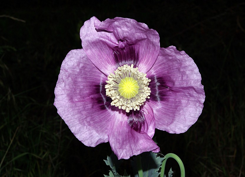 Papaver somniferum 01 by-dpc