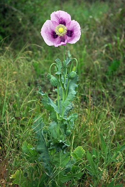 Papaver somniferum 02 by-dpc
