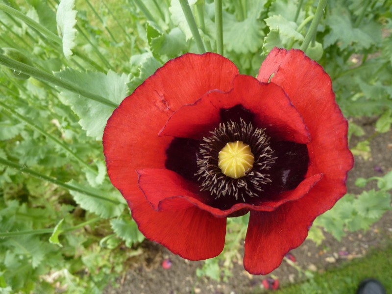 Papaver somniferum 'Opium poppy' (Papaveraceae) flower