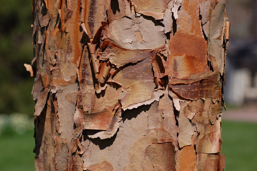 Paperbark Maple Acer griseum Bark 3008px