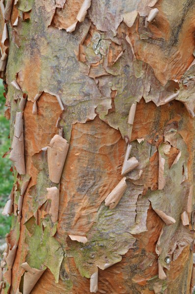 Paperbark Maple Acer griseum Bark Vertical
