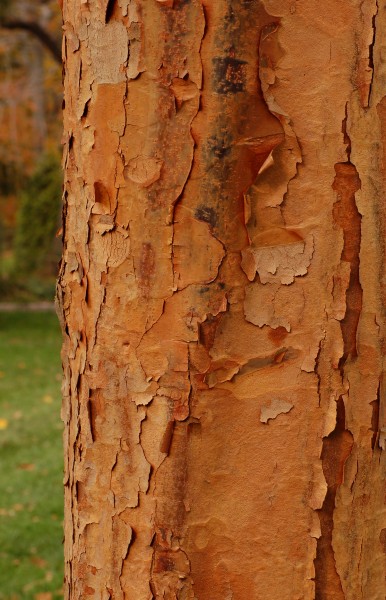 Paperbark Maple Acer griseum Bark Vertical 1885px