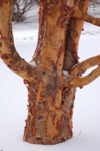 Paperbark Maple Acer griseum Trunk Base 2000px